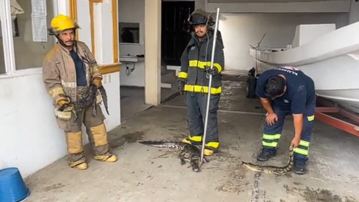 CAPTURAN A TRES COCODRILOS EN ZONAS URBANAS DE CIUDAD MADERO.