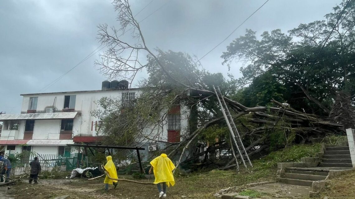 CAE ENORME ÁRBOL DE TRUENO CAE ENORME ÁRBOL DE TRUENO