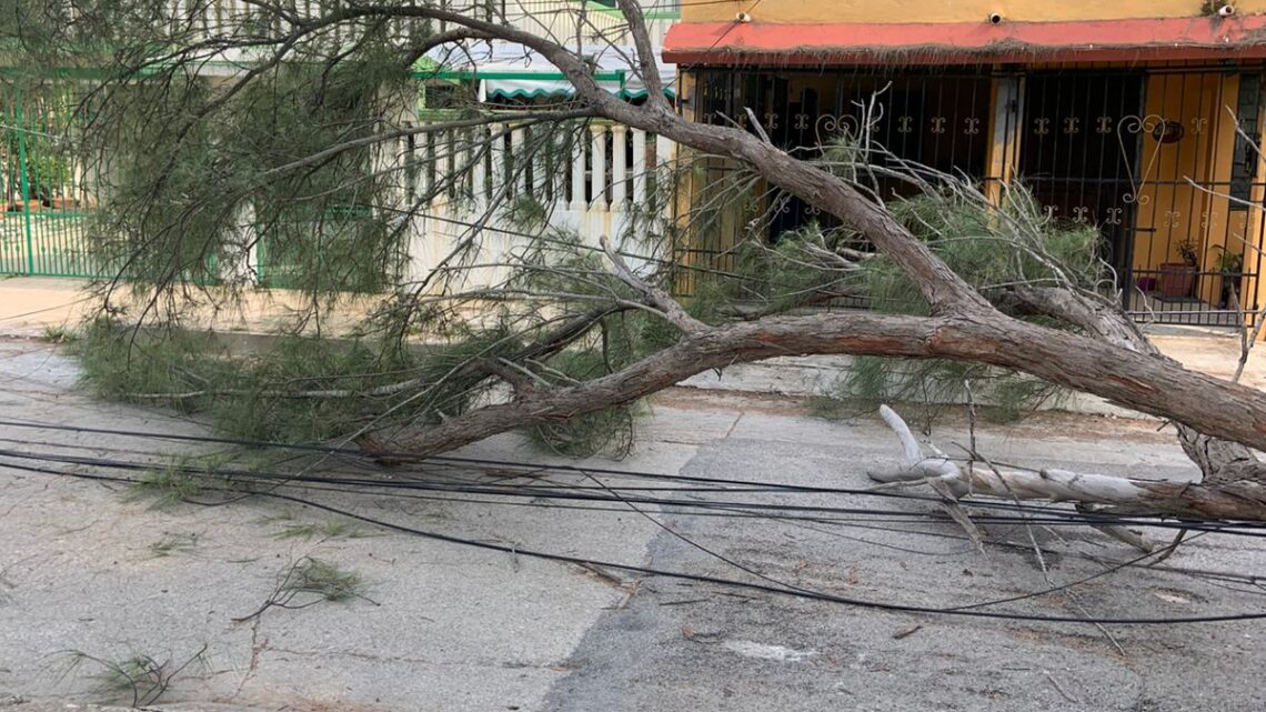 VECINOS DEL POLVORÍN EXIGEN RETIRO URGENTE DE ÁRBOLES EN MAL ESTADO.