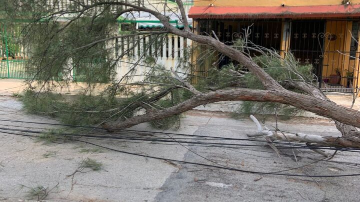 VECINOS DEL POLVORÍN EXIGEN RETIRO URGENTE DE ÁRBOLES EN MAL ESTADO.