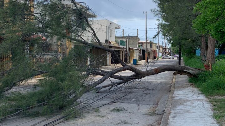 VECINOS PIDEN A AUTORIDADES ATENDER ÁRBOLES EN MAL ESTADO EN CIUDAD MADERO