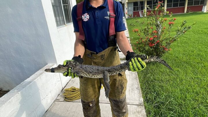 AUMENTA AL DOBLE LA CAPTURA DE COCODRILOS EN LA ZONA SUR DE TAMAULIPAS