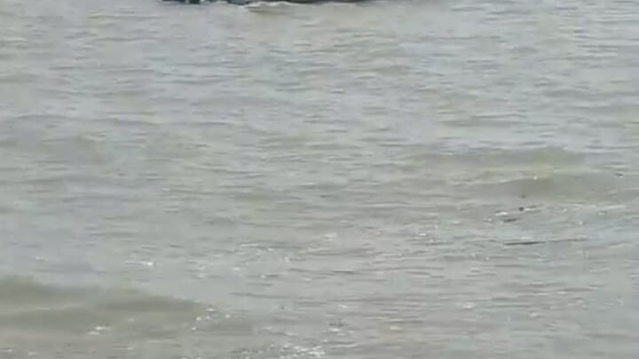 DETECTAN COCODRILO DE CASI TRES METROS EN EL RÍO, A LA ALTURA DE LA ESCOLLERA EN PLAYA MIRAMAR.