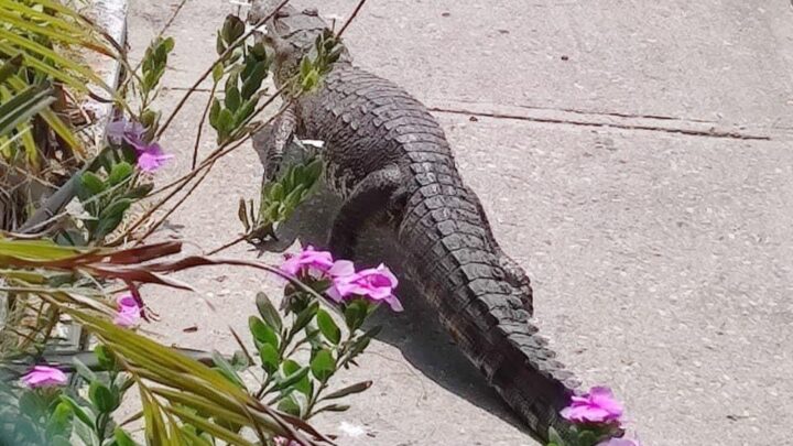 PROTECCIÓN CIVIL HA CAPTURADO EN MADERO CERCA DE 300 COCODRILOS.