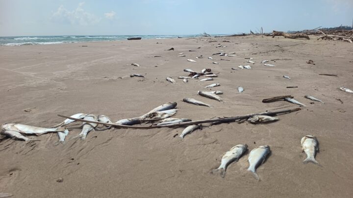 SIGUEN APARECIENDO PECES MUERTOS EN PLAYA MIRAMAR.