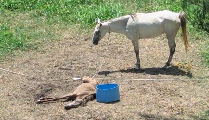 AUTORIDADES RESCATAN EQUINOS Y APLICAN SANCIONES POR ANIMALES EN ABANDONO