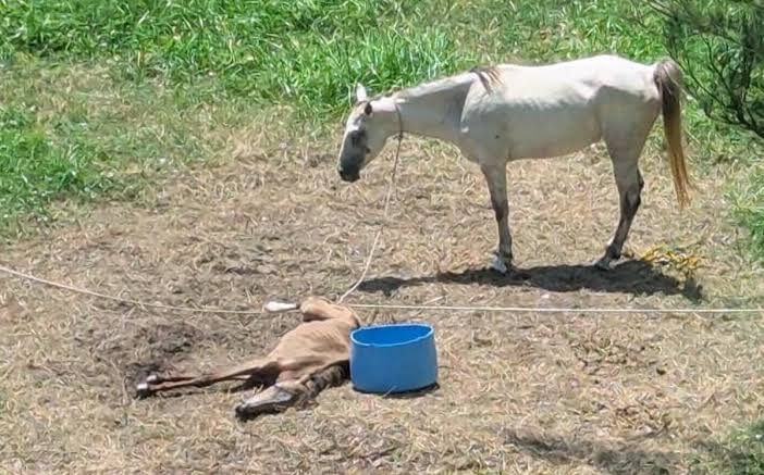 AUTORIDADES RESCATAN EQUINOS Y APLICAN SANCIONES POR ANIMALES EN ABANDONO