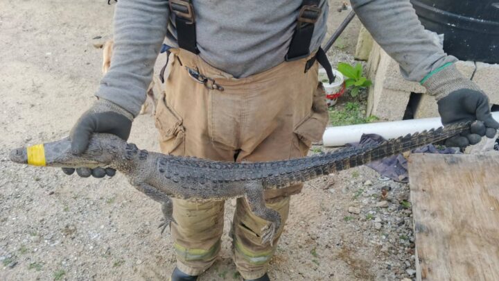 DISMINUYEN REPORTES DE COCODRILOS EN LA ZONA NORTE DE CIUDAD MADERO.