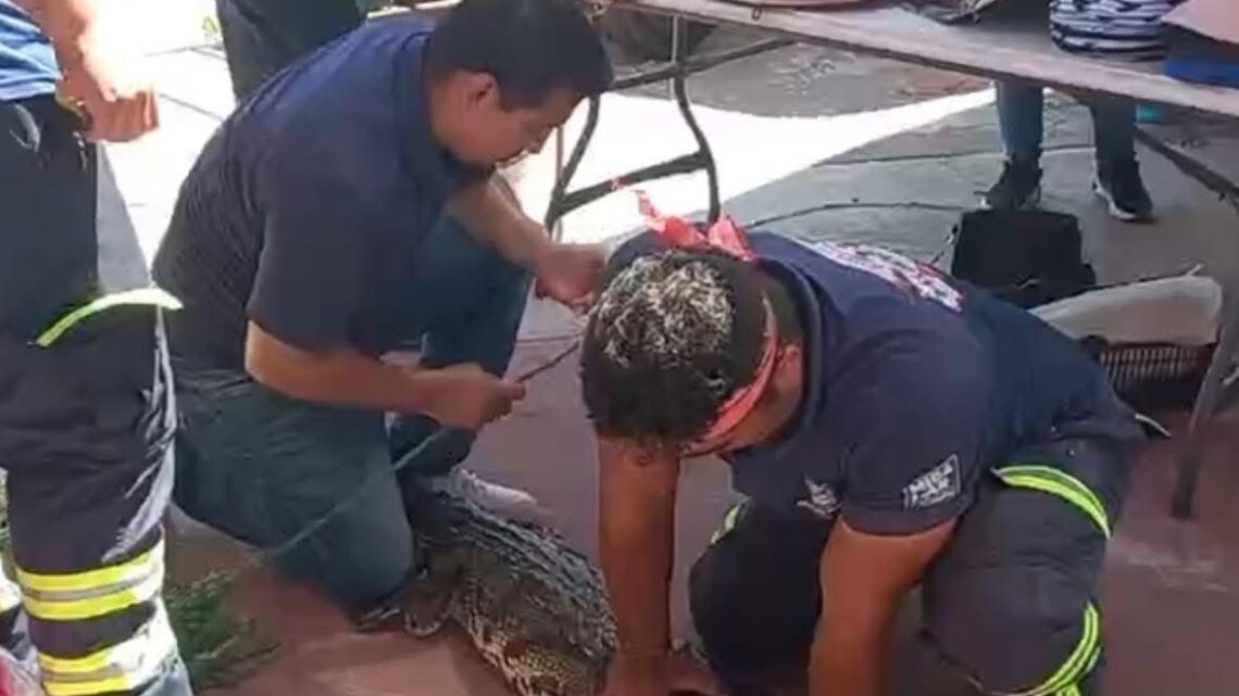 CAPTURAN COCODRILO EN EL MARGEN DEL RÍO PÁNUCO
