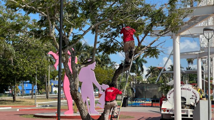 ENJAMBRE DE ABEJAS, UN RIESGO PARA VISITANTES EN LAGUNA DEL CARPINTERO