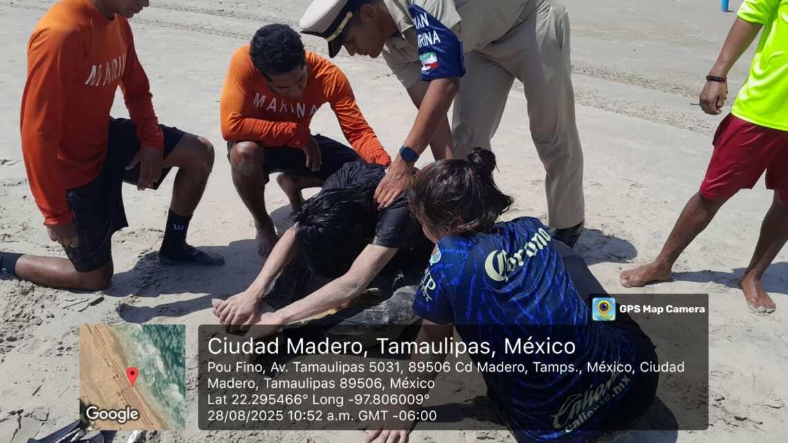 Personal Naval Rescata A Dos Personas En Playa Miramar Durante La “Operación Salvavidas Verano 2025”.