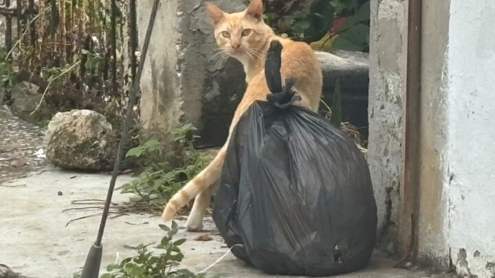 En Aumento El Número De Animales Callejeros En Ciudad Madero