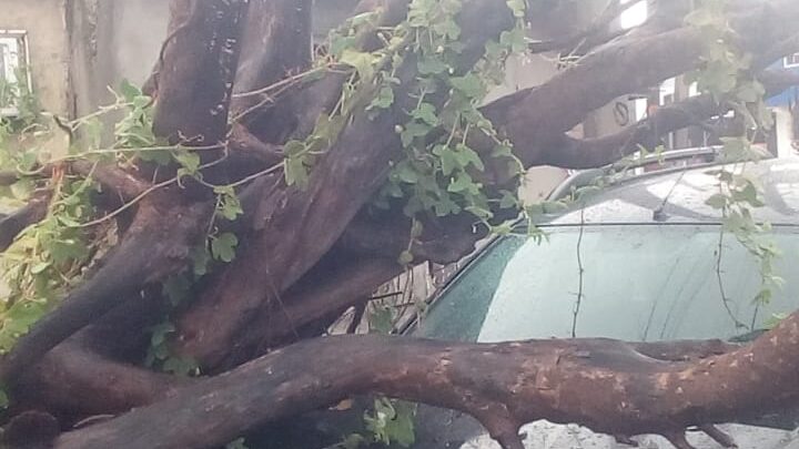 Caída De Árbol En Miramapolis Deja Daños Materiales Pero Sin Lesionados.
