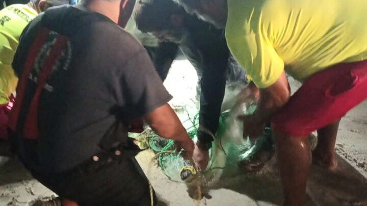 Atrapan Cocodrilo En Playa Miramar