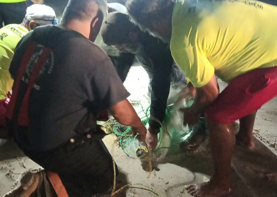 Atrapan Cocodrilo En Playa Miramar