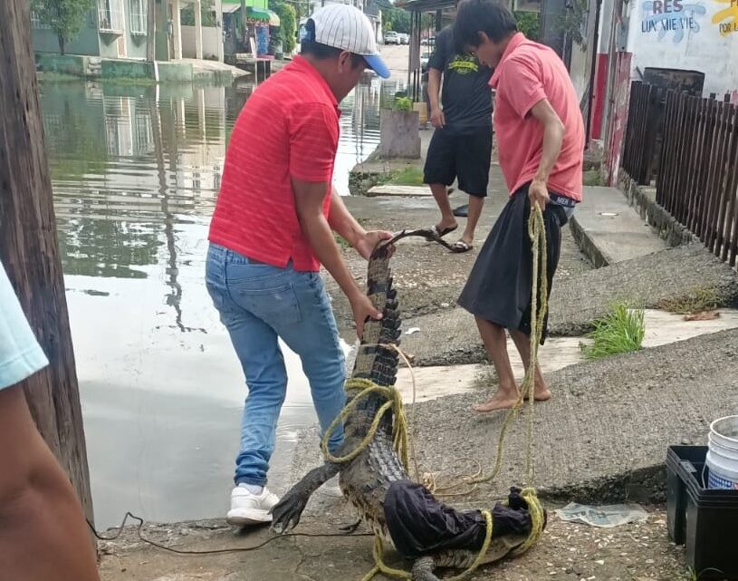 Vecinos De La Calle Linares En Ciudad Madero Capturan Enorme Cocodrilo