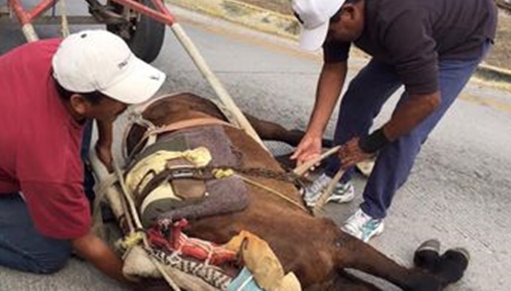 Rescata gobierno de Tampico, Caballos Maltratados Por Sus Dueños