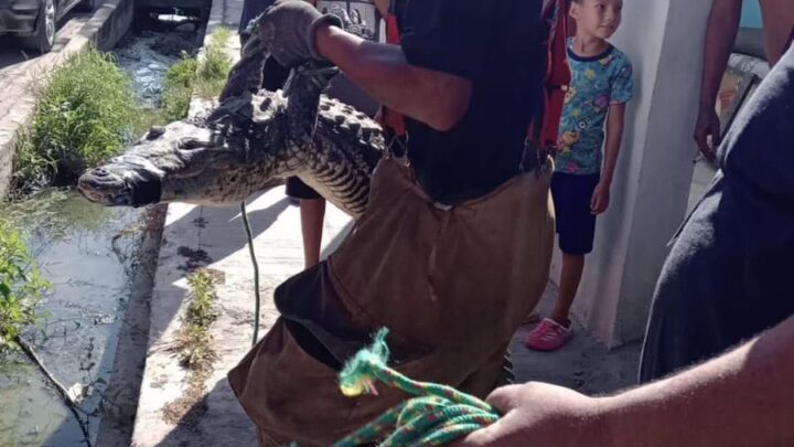 APARECE COCODRILO EN SU JARDÍN