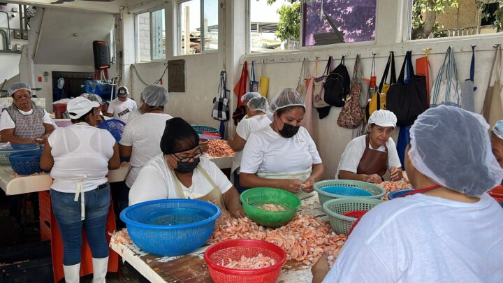 Más De 70 Despicadoras, Se Quedarían Sin Empleo Por Desalojo De ASIPONA