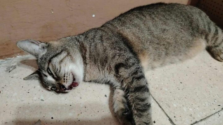 Denuncian Presunto Maltrato Animal En Ciudad Madero.