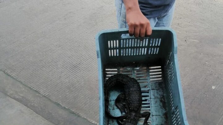 Presencia De Lagartos En Miramapolis Alerta A Los Vecinos.