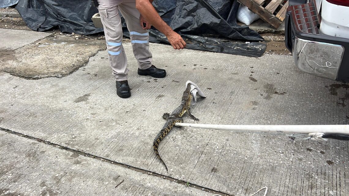 Bomberos Atrapan Cocodrilo En La Colonia Tolteca