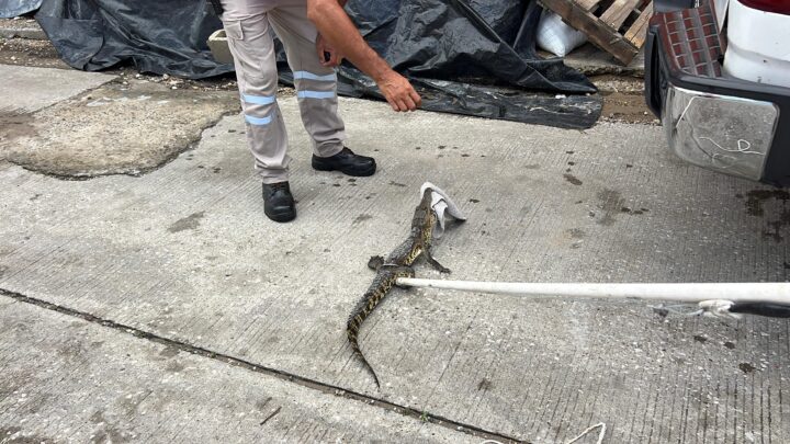 Bomberos Atrapan Cocodrilo En La Colonia Tolteca