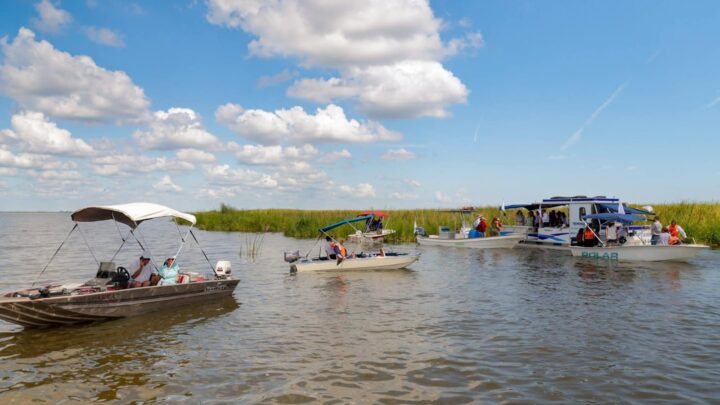 Impulsan Áreas De Reproducción De Lobina Y Otras Especies