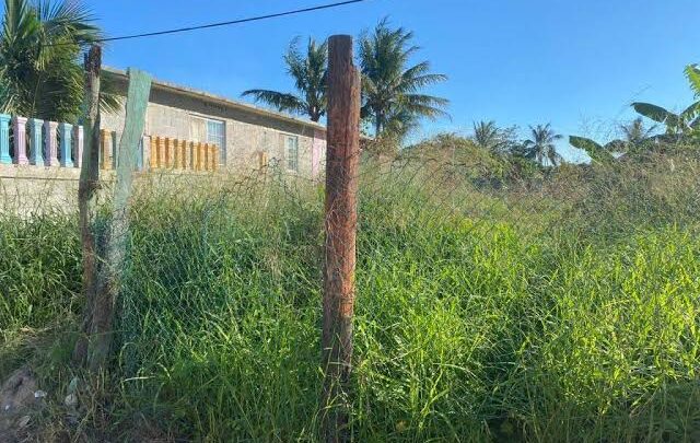 Solares Baldíos Representan Foco De Infección En Madero.