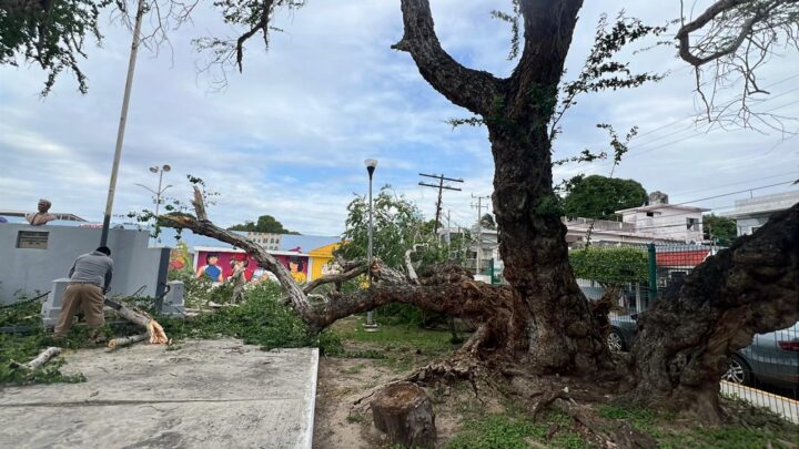 Se Desploma Enorme Y Longevo Árbol En La Plaza 20-30, En La Colonia Cascajal