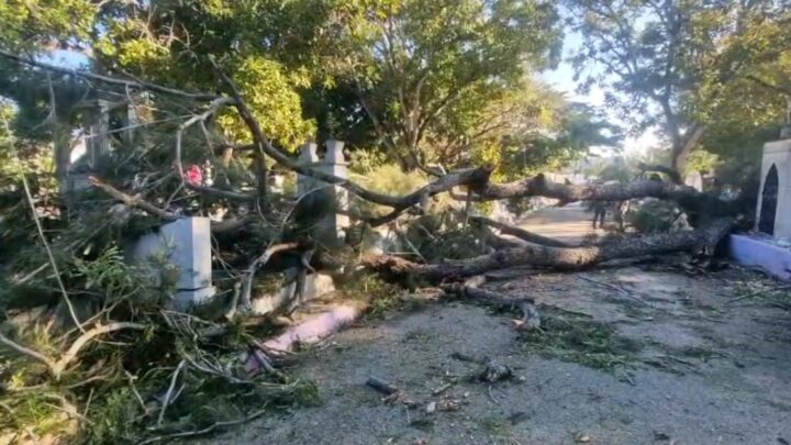 Enorme Árbol Se Desploma Al Interior Del Cementerio Municipal