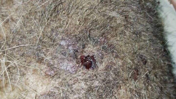 Mapache Muere Y Otro Resulta Herido Tras Ataque De Perros En Playa Miramar