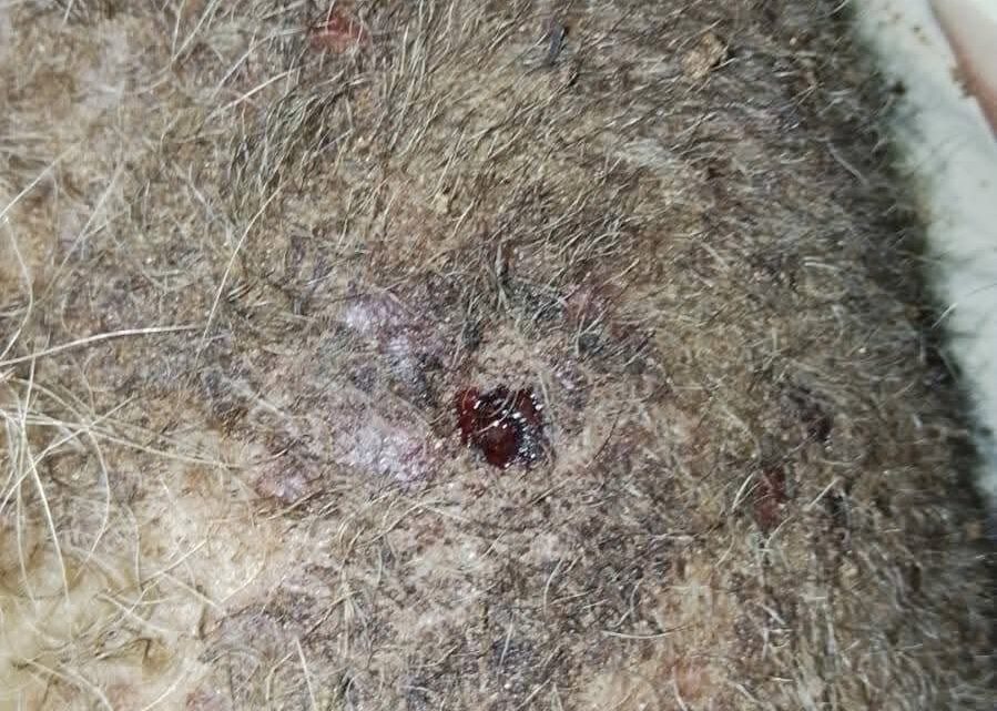 Mapache Muere Y Otro Resulta Herido Tras Ataque De Perros En Playa Miramar