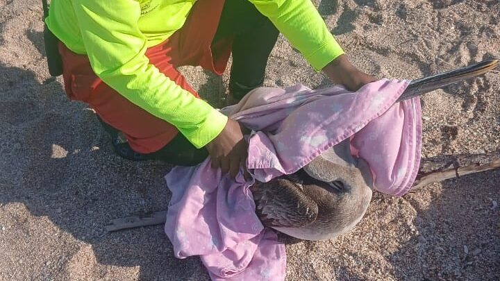 Rescatan A Pelícano Herido En Playa Miramar.
