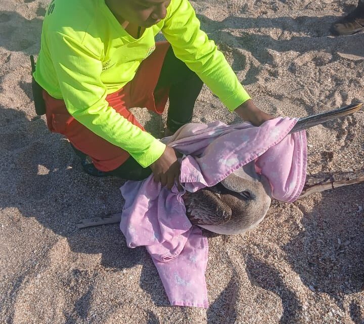 Rescatan A Pelícano Herido En Playa Miramar.
