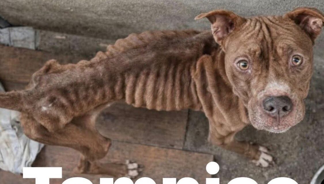 Falso Reporte De Mascota En Abandono Moviliza A Protección Animal En Tampico