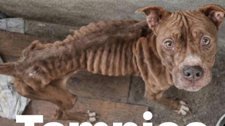 Falso Reporte De Mascota En Abandono Moviliza A Protección Animal En Tampico