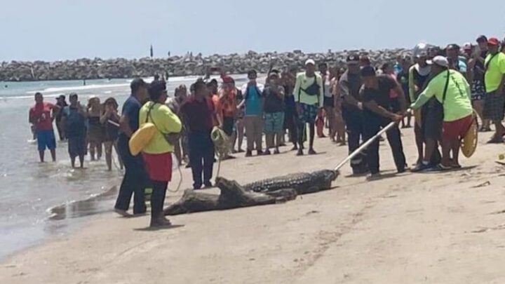 Descartan Presencia De Cocodrilos En Playa Miramar Durante Semana Santa
