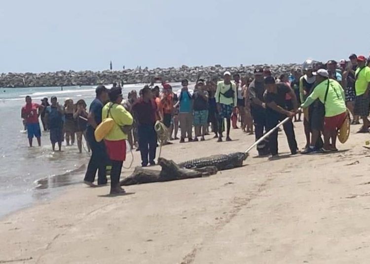 Descartan Presencia De Cocodrilos En Playa Miramar Durante Semana Santa