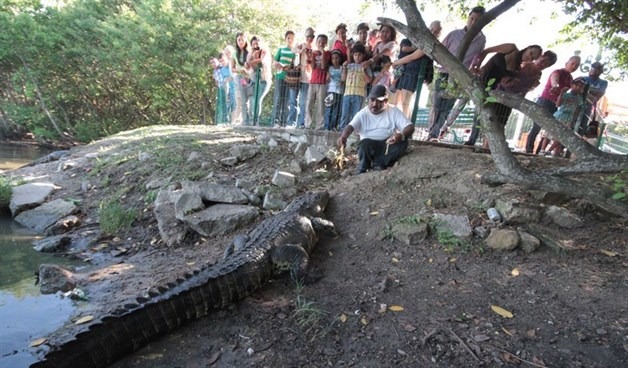 Protección Civil Refuerza Vigilancia Para Evitar Que Bañistas Ingresen A Hábitat De Cocodrilos En Tampico.