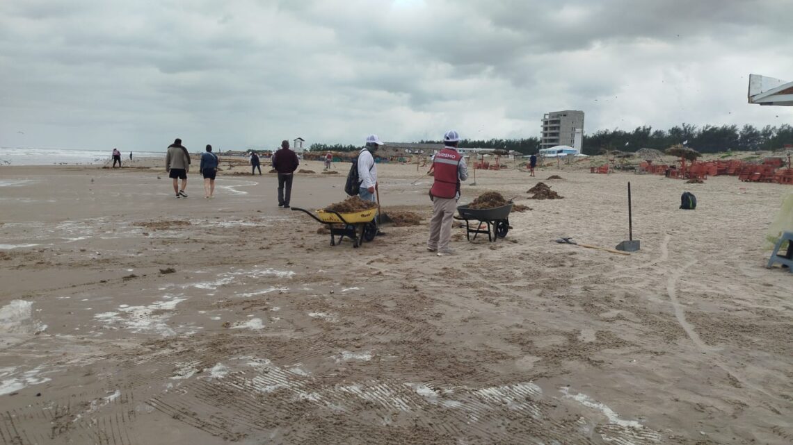 Refuerzan Acciones En Playa Miramar Para El Retiro De Sargazo.