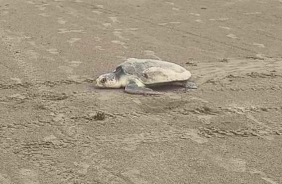 Refuerzan Vigilancia Para Proteger Arribo De Tortugas En Playa Miramar.