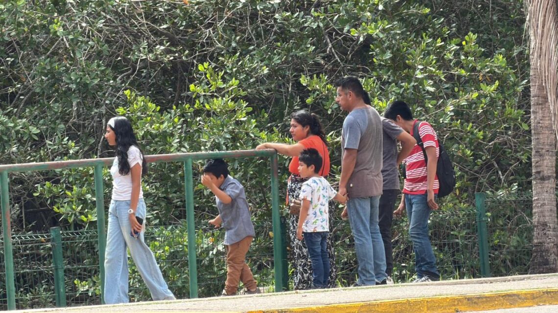 Exhortan A Respetar Hábitat De Cocodrilos En La Laguna Del Carpintero