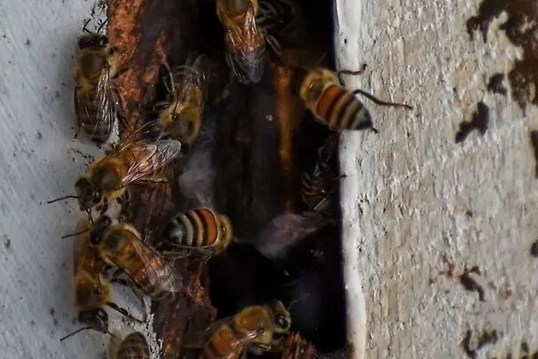 Calor Extremo Dispara Avistamientos De Fauna Nociva En Tampico; Incendios Se Mantienen Bajo Control