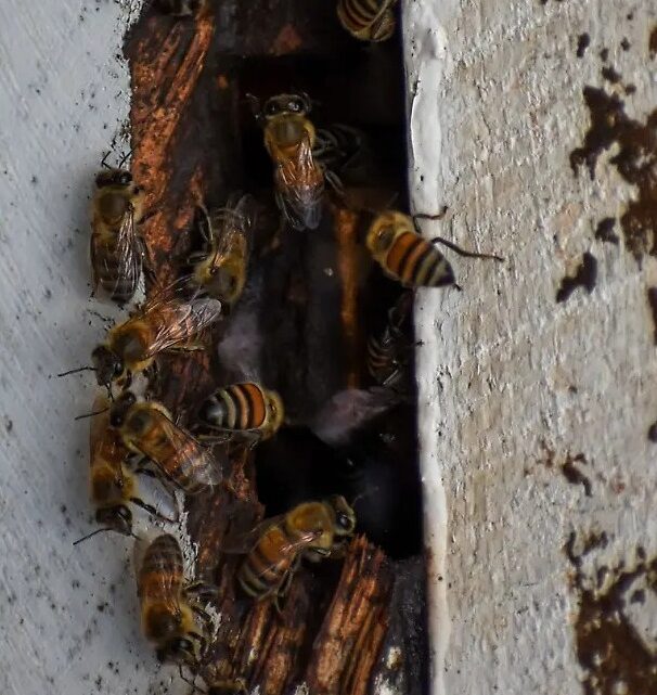 Calor Extremo Dispara Avistamientos De Fauna Nociva En Tampico; Incendios Se Mantienen Bajo Control