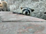 Investigarán Presunta Desaparición De Mapaches En Escolleras De Playa Miramar.