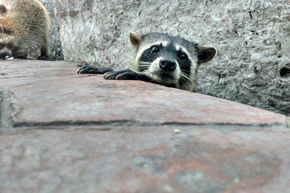 Investigarán Presunta Desaparición De Mapaches En Escolleras De Playa Miramar.