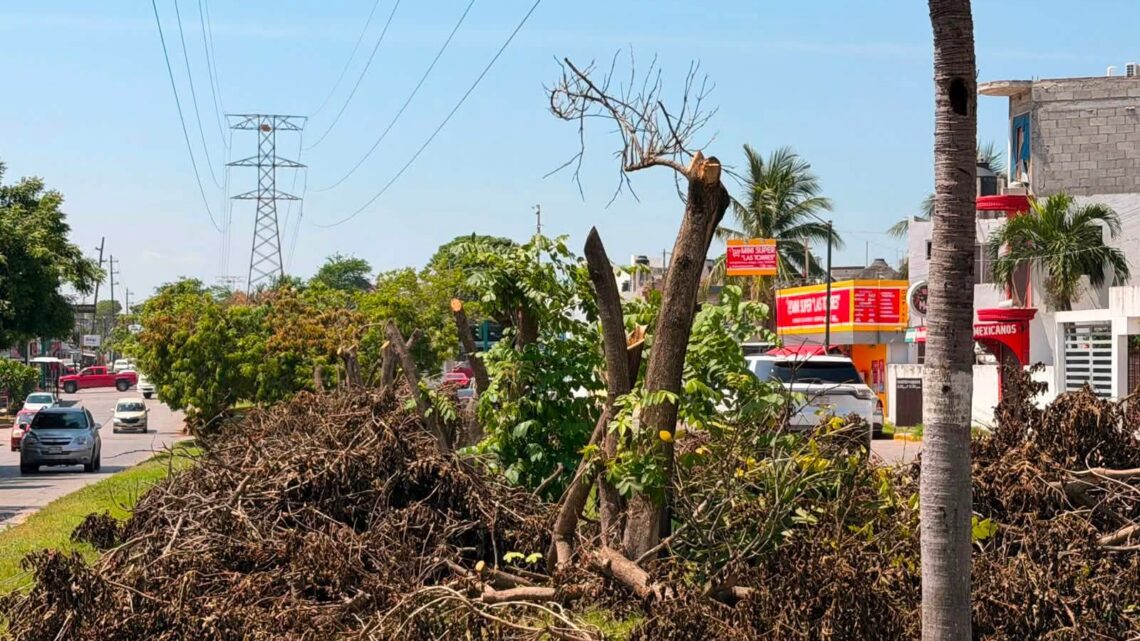 Exige Ecología De Tampico Diálogo Con CFE Para Frenar Podas Irregulares De Árboles
