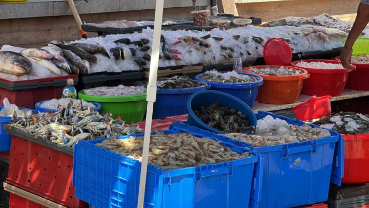 ¡Se Van Con Sabor A Tampico! Turistas Llenan Hieleras De Mariscos Para Llevar A Casa.