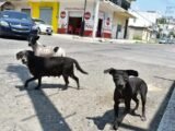 Vecinos De La Miguel Hidalgo Exigen Atención Por Presencia De Perros Que Deambulan Sin Control.